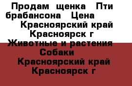  Продам  щенка   Пти  брабансона › Цена ­ 20 000 - Красноярский край, Красноярск г. Животные и растения » Собаки   . Красноярский край,Красноярск г.